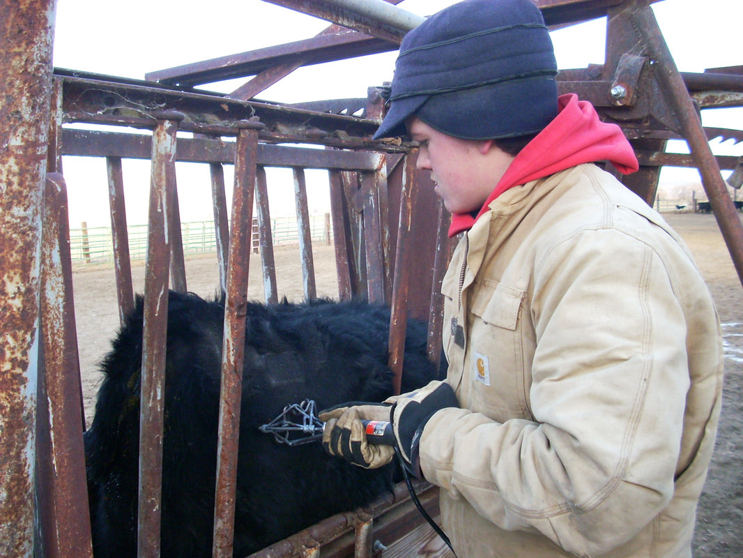 feeding