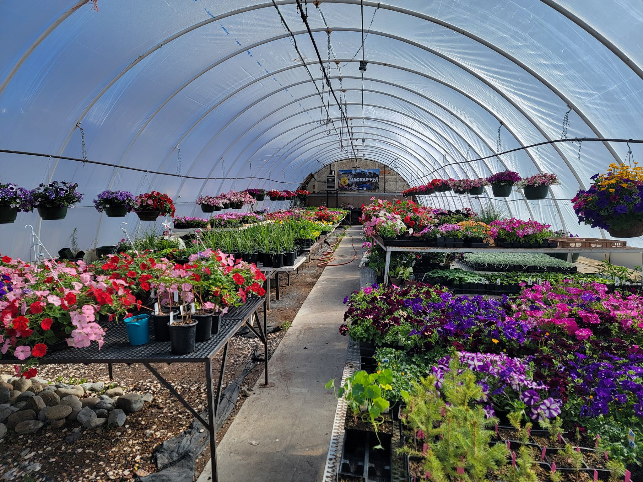 FFA Greenhouse flower baskets
